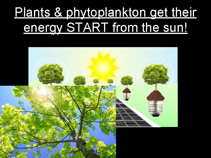 Plants & phytoplankton get their energy START from the sun! 
