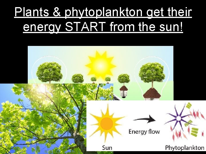 Plants & phytoplankton get their energy START from the sun! 