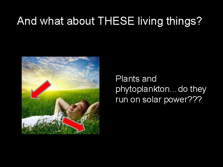 And what about THESE living things? Plants and phytoplankton…do they run on solar power?