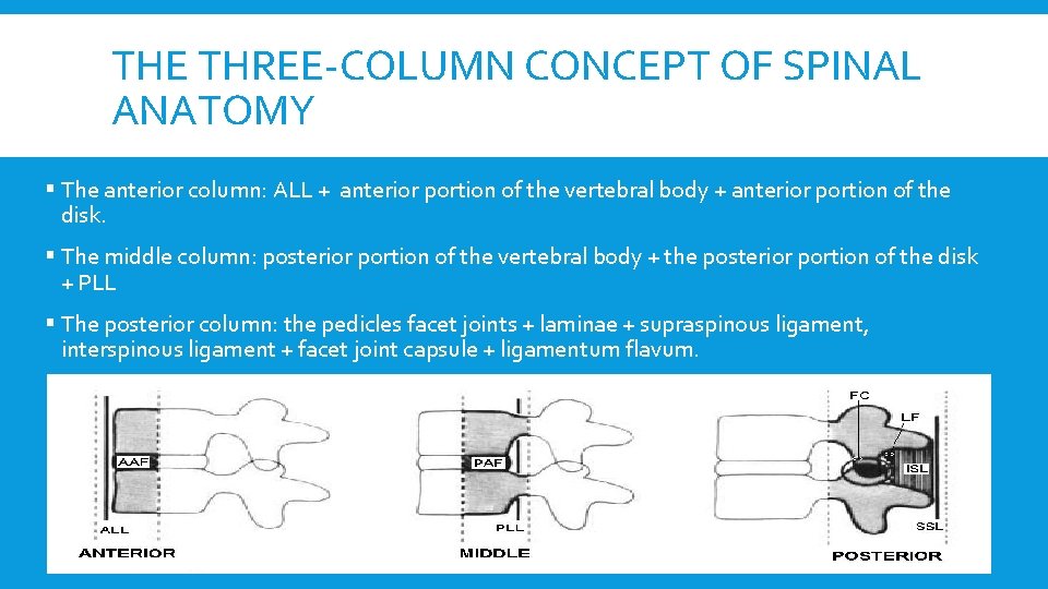 THE THREE-COLUMN CONCEPT OF SPINAL ANATOMY § The anterior column: ALL + anterior portion