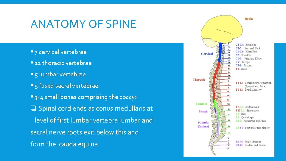 ANATOMY OF SPINE § 7 cervical vertebrae § 12 thoracic vertebrae § 5 lumbar