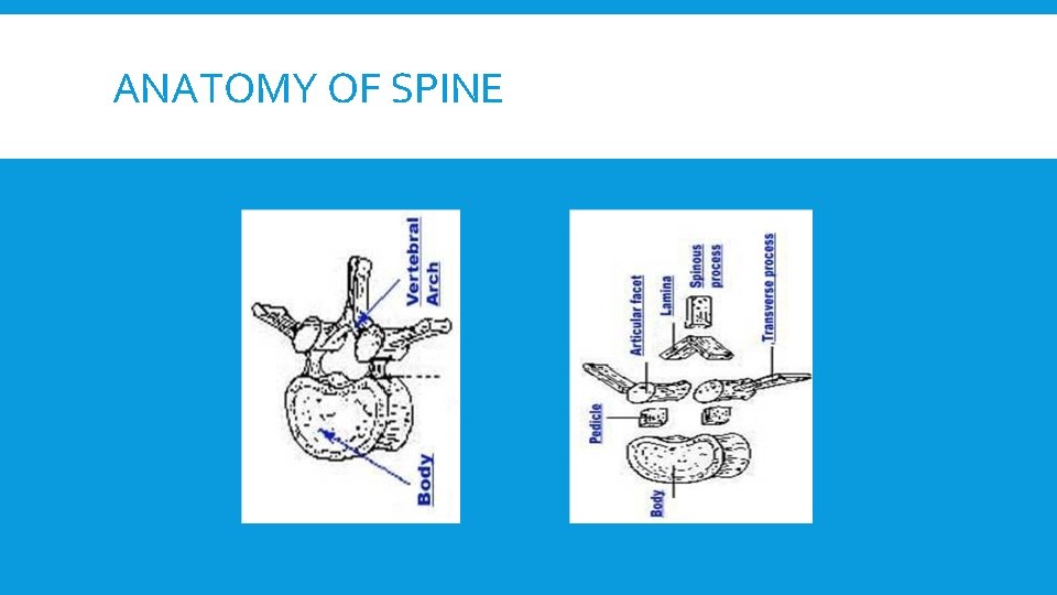 ANATOMY OF SPINE 