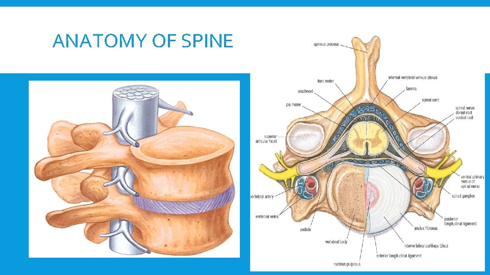 ANATOMY OF SPINE 