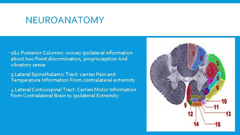 NEUROANATOMY 1&2 Posterior Columns: convey Ipsilateral information about two Point discrimination, proprioception And vibratory