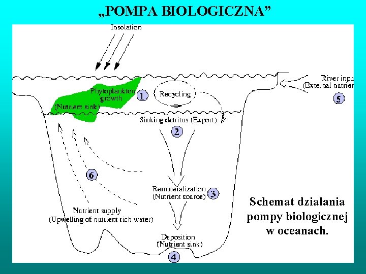 „POMPA BIOLOGICZNA” Schemat działania pompy biologicznej w oceanach. 