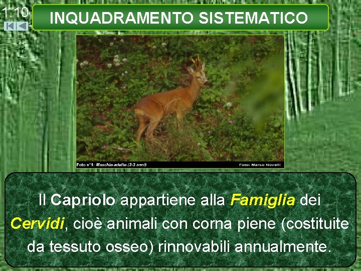 1. 10 INQUADRAMENTO SISTEMATICO Il Capriolo appartiene alla Famiglia dei Cervidi, cioè animali con