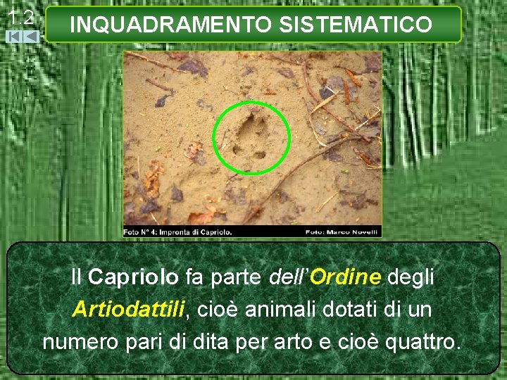 1. 2 INQUADRAMENTO SISTEMATICO Il Capriolo fa parte dell’Ordine degli Artiodattili, cioè animali dotati