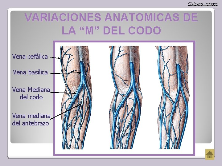 Sistema Venoso VARIACIONES ANATOMICAS DE LA “M” DEL CODO Vena cefálica Vena basílica Vena