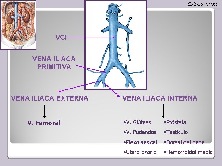 Sistema Venoso VCI VENA ILIACA PRIMITIVA VENA ILIACA EXTERNA V. Femoral VENA ILIACA INTERNA