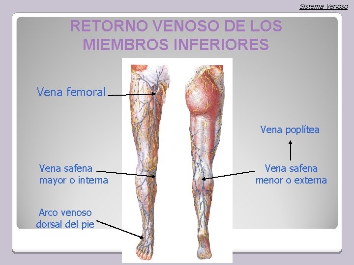 Sistema Venoso RETORNO VENOSO DE LOS MIEMBROS INFERIORES Vena femoral Vena poplítea Vena safena