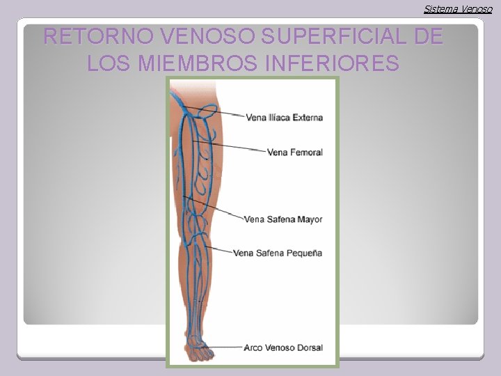 Sistema Venoso RETORNO VENOSO SUPERFICIAL DE LOS MIEMBROS INFERIORES 