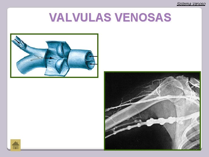 Sistema Venoso VALVULAS VENOSAS 