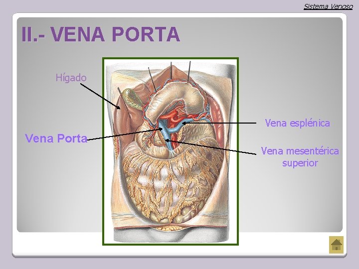 Sistema Venoso II. - VENA PORTA Hígado Vena esplénica Vena Porta Vena mesentérica superior