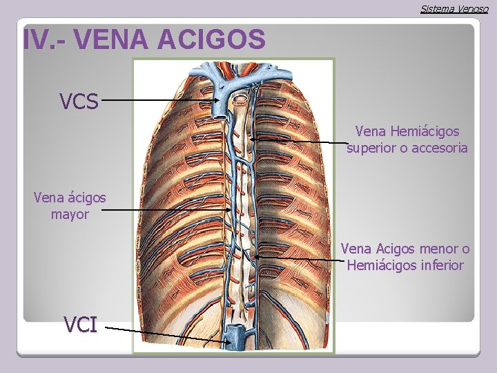 Sistema Venoso IV. - VENA ACIGOS VCS Vena Hemiácigos superior o accesoria Vena ácigos