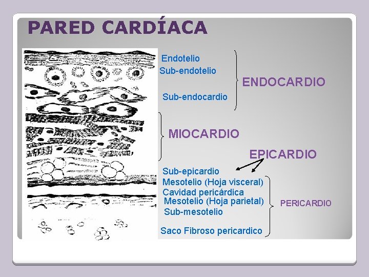 PARED CARDÍACA Endotelio Sub-endotelio ENDOCARDIO Sub-endocardio MIOCARDIO EPICARDIO Sub-epicardio Mesotelio (Hoja visceral) Cavidad pericárdica