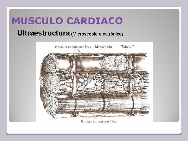 MUSCULO CARDIACO Ultraestructura (Microscopio electrónico) 