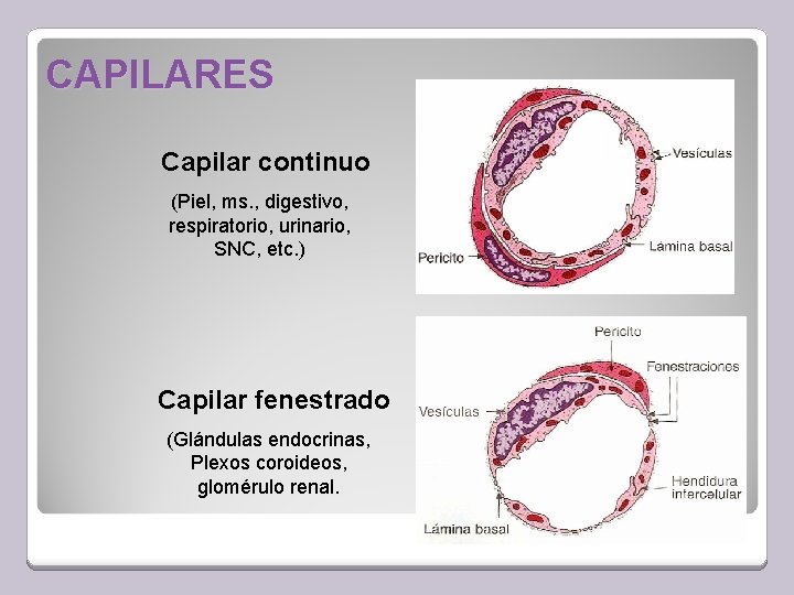 CAPILARES Capilar continuo (Piel, ms. , digestivo, respiratorio, urinario, SNC, etc. ) Capilar fenestrado