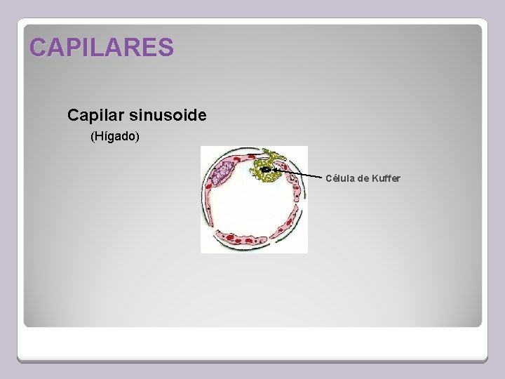 CAPILARES Capilar sinusoide (Hígado) Célula de Kuffer 