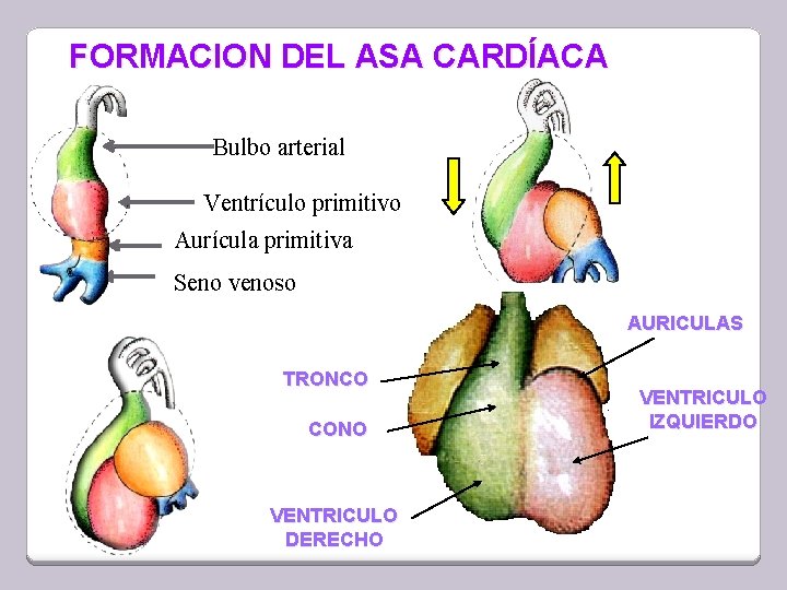 FORMACION DEL ASA CARDÍACA Bulbo arterial Ventrículo primitivo Aurícula primitiva Seno venoso AURICULAS TRONCO