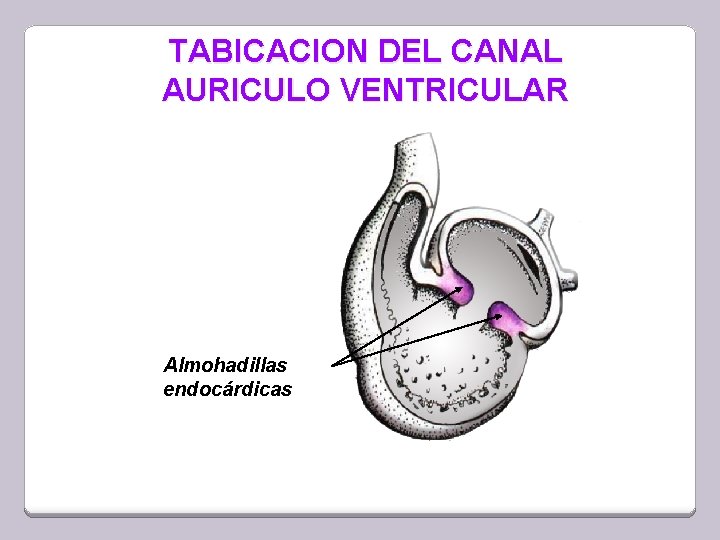 TABICACION DEL CANAL AURICULO VENTRICULAR Almohadillas endocárdicas 