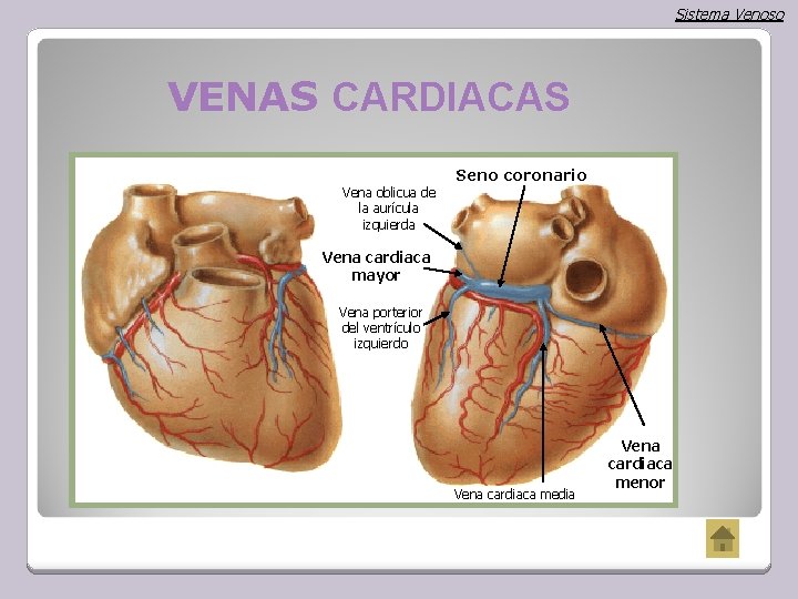 Sistema Venoso VENAS CARDIACAS Seno coronario Vena oblicua de la aurícula izquierda Vena cardiaca