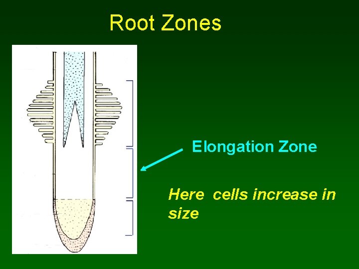 Root Zones Elongation Zone Here cells increase in size 