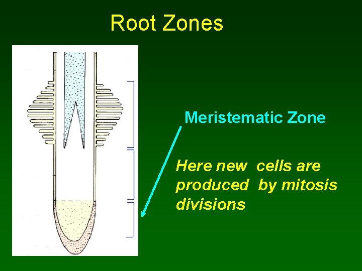 Root Zones Meristematic Zone Here new cells are produced by mitosis divisions 