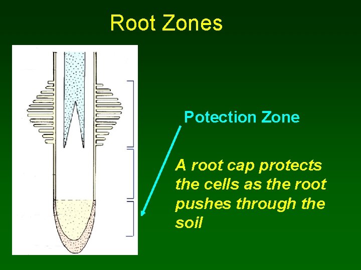 Root Zones Potection Zone A root cap protects the cells as the root pushes