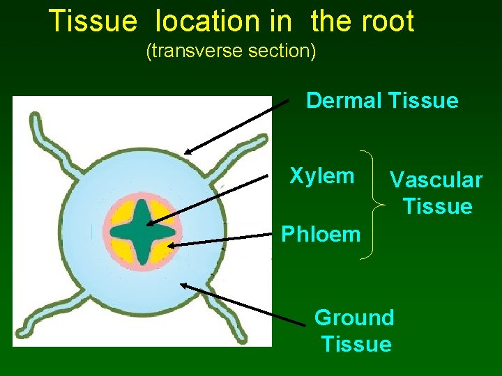 Tissue location in the root (transverse section) Dermal Tissue Xylem Vascular Tissue Phloem Ground