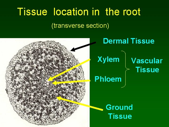 Tissue location in the root (transverse section) Dermal Tissue Xylem Vascular Tissue Phloem Ground