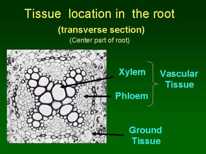 Tissue location in the root (transverse section) (Center part of root) Xylem Vascular Tissue