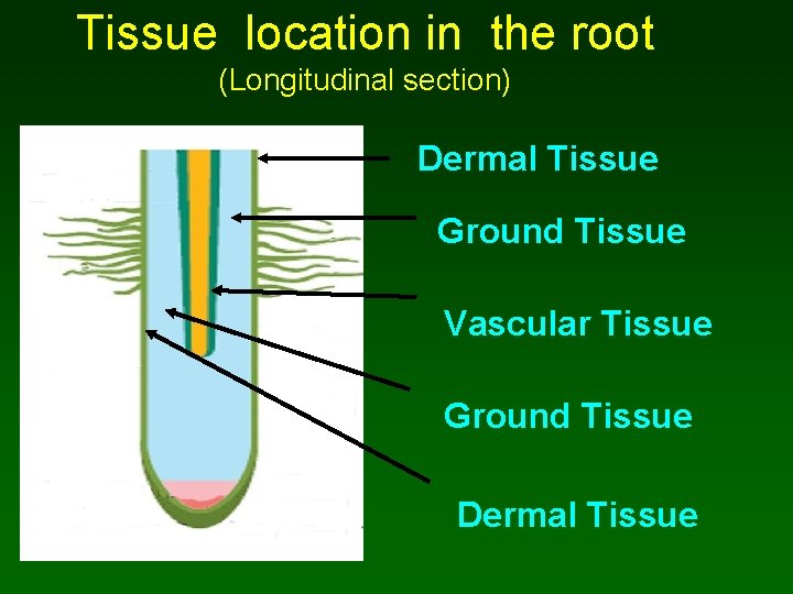 Tissue location in the root (Longitudinal section) Dermal Tissue Ground Tissue Vascular Tissue Ground