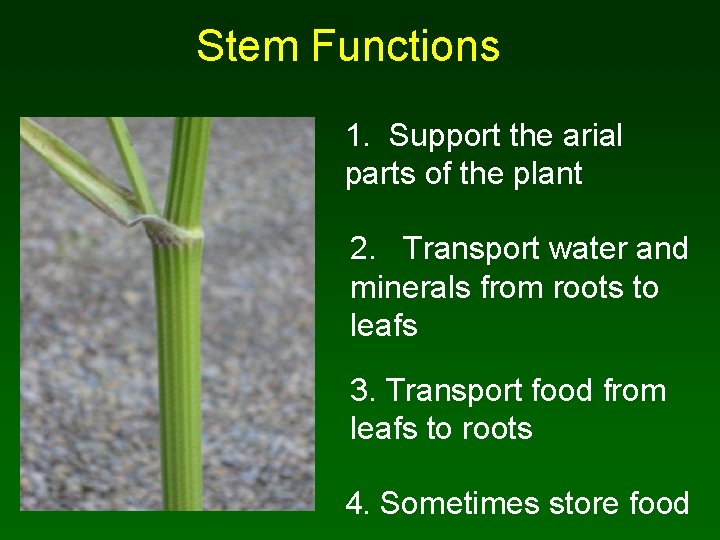 Stem Functions 1. Support the arial parts of the plant 2. Transport water and