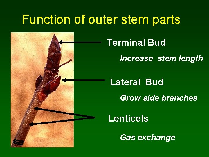 Function of outer stem parts Terminal Bud Increase stem length Lateral Bud Grow side