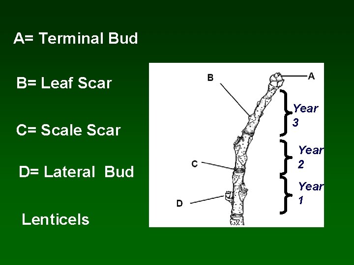 A= Terminal Bud B= Leaf Scar C= Scale Scar D= Lateral Bud Lenticels Year