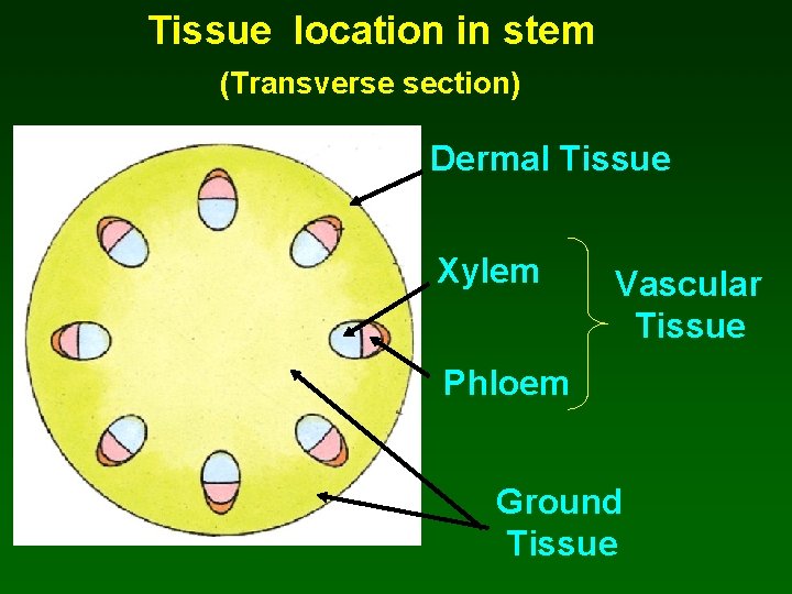 Tissue location in stem (Transverse section) Dermal Tissue Xylem Vascular Tissue Phloem Ground Tissue