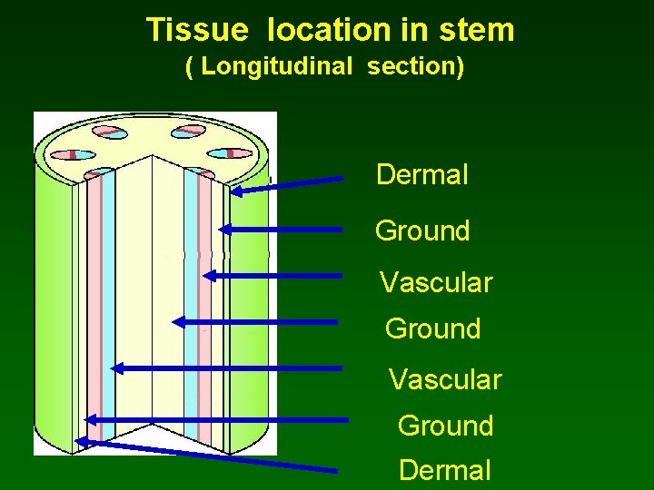 Tissue location in stem ( Longitudinal section) Dermal Ground Vascular Ground Dermal 
