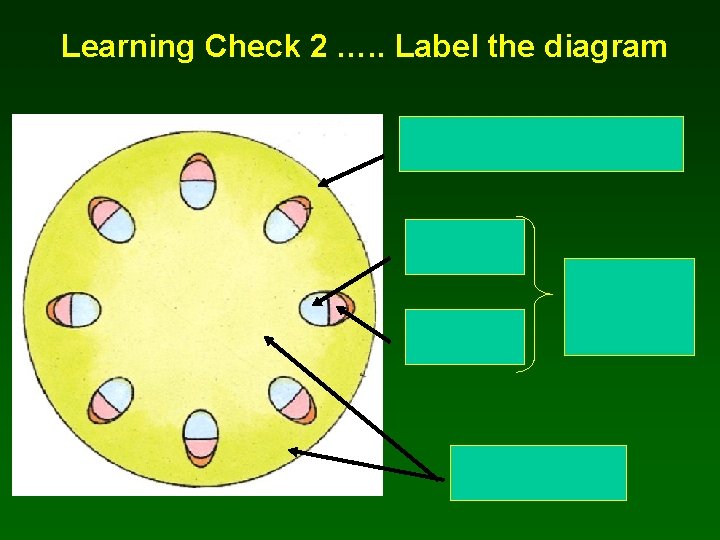 Learning Check 2 …. . Label the diagram 
