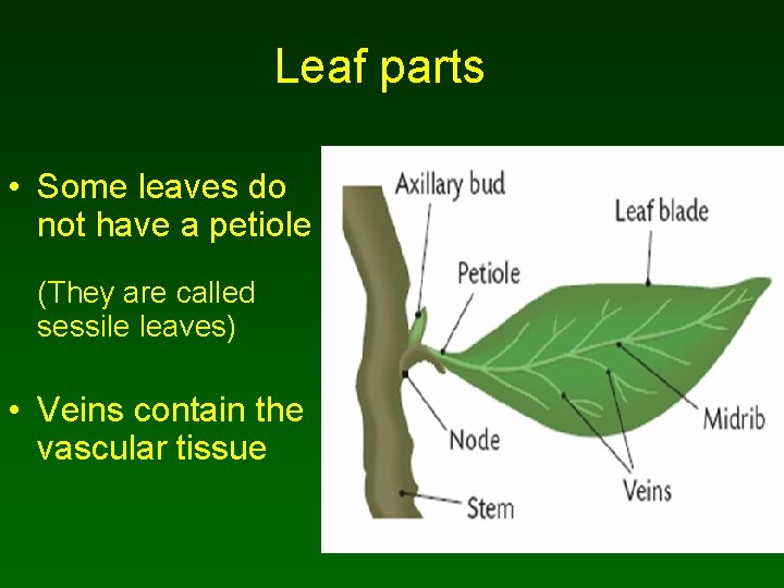 Leaf parts • Some leaves do not have a petiole (They are called sessile