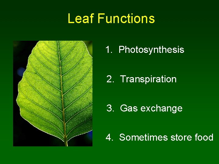 Leaf Functions 1. Photosynthesis 2. Transpiration 3. Gas exchange 4. Sometimes store food 