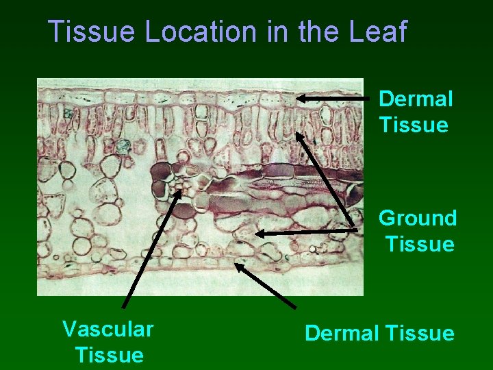 Tissue Location in the Leaf Dermal Tissue Ground Tissue Vascular Tissue Dermal Tissue 