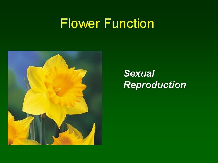 Flower Function Sexual Reproduction 