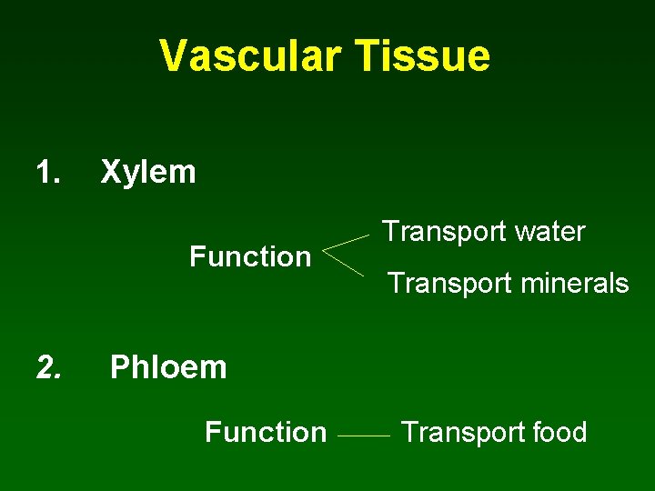 Vascular Tissue 1. Xylem Function 2. Transport water Transport minerals Phloem Function Transport food