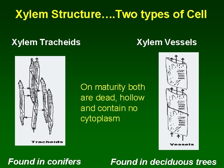 Xylem Structure…. Two types of Cell Xylem Tracheids Xylem Vessels On maturity both are