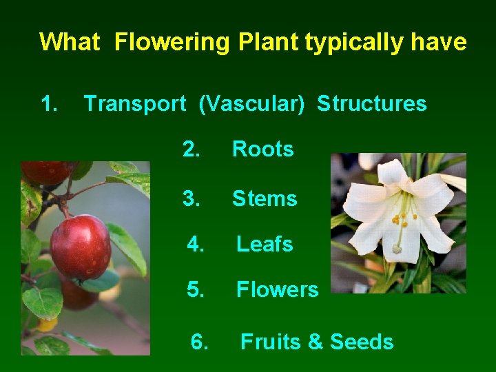 What Flowering Plant typically have 1. Transport (Vascular) Structures 2. Roots 3. Stems 4.
