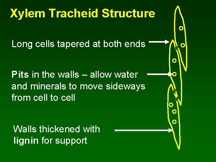 Xylem Tracheid Structure Long cells tapered at both ends Pits in the walls –