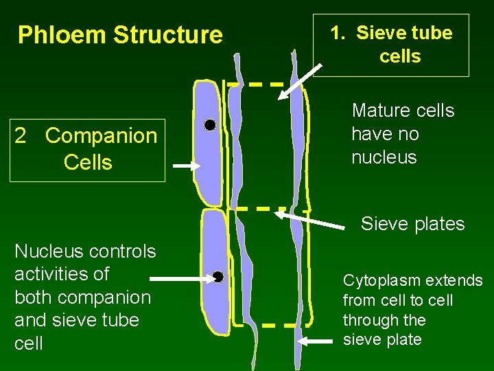 Phloem Structure 2 Companion Cells 1. Sieve tube cells Mature cells have no nucleus