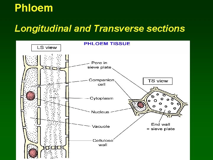 Phloem Longitudinal and Transverse sections 