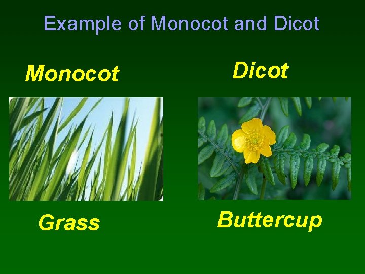 Example of Monocot and Dicot Monocot Grass Dicot Buttercup 