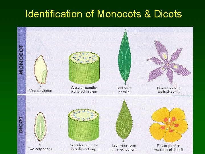 Identification of Monocots & Dicots 